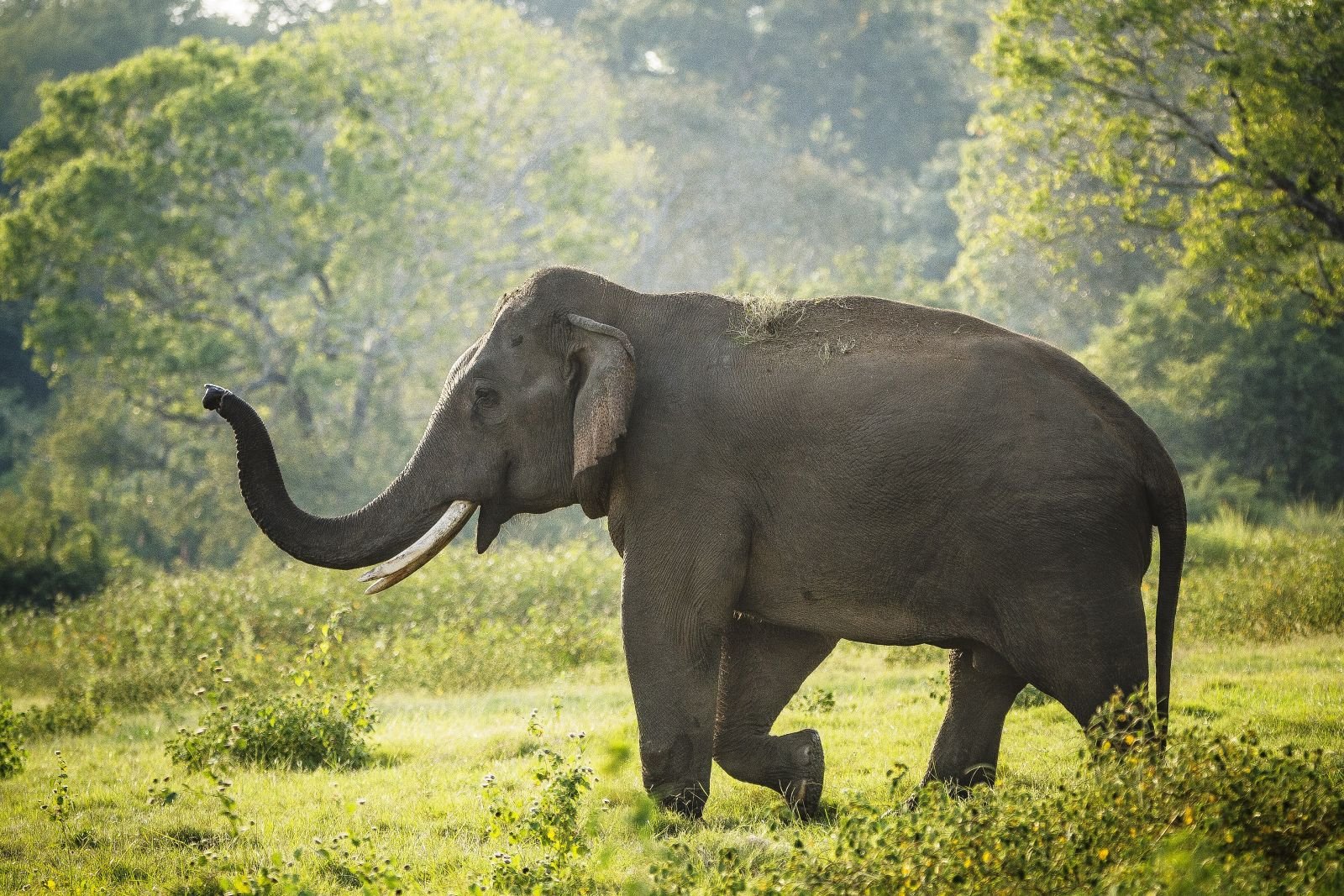 Wildlife Safari