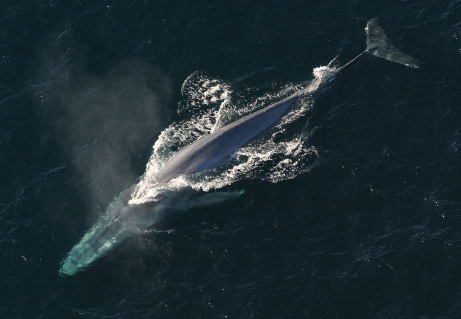 Blue Whale Cruise