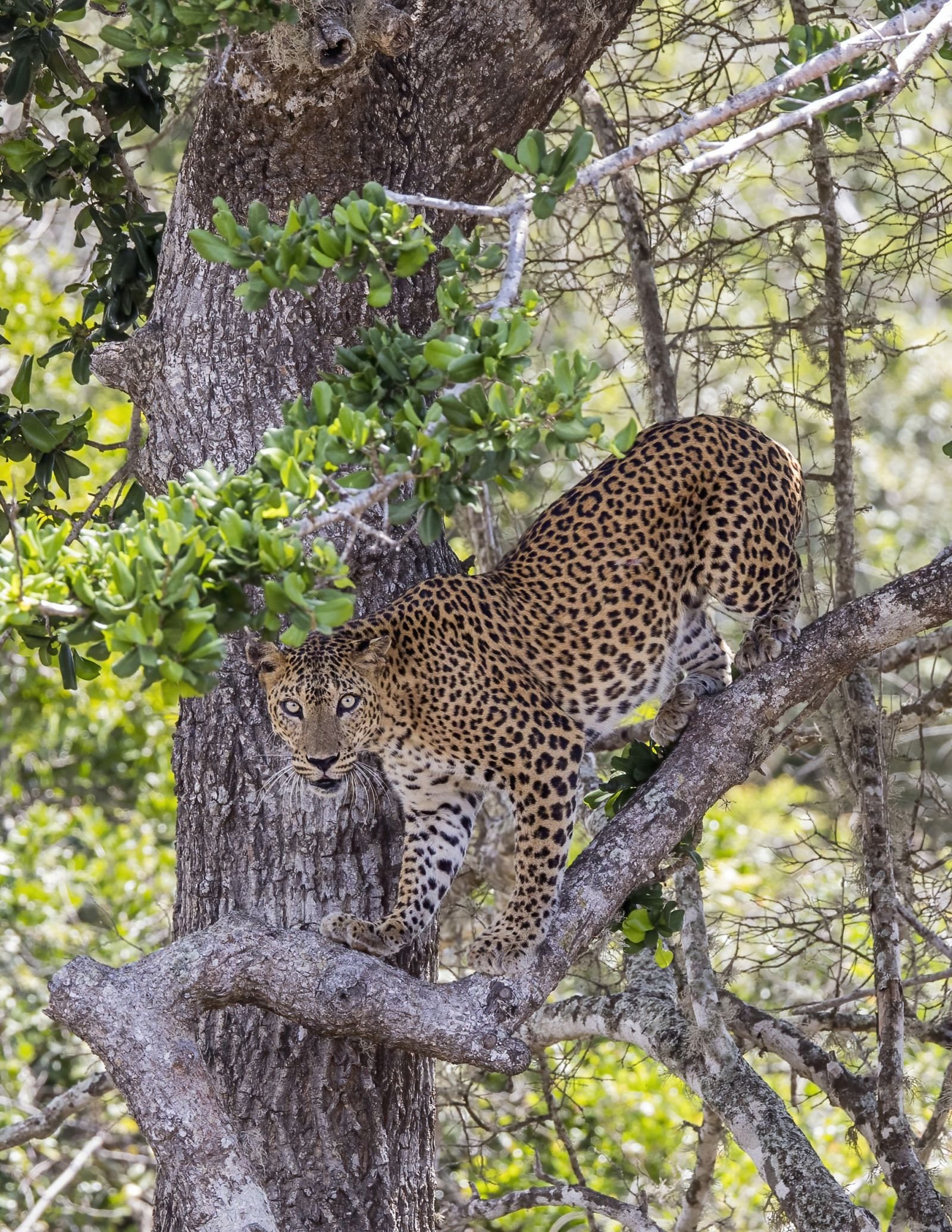 Leopard Safari