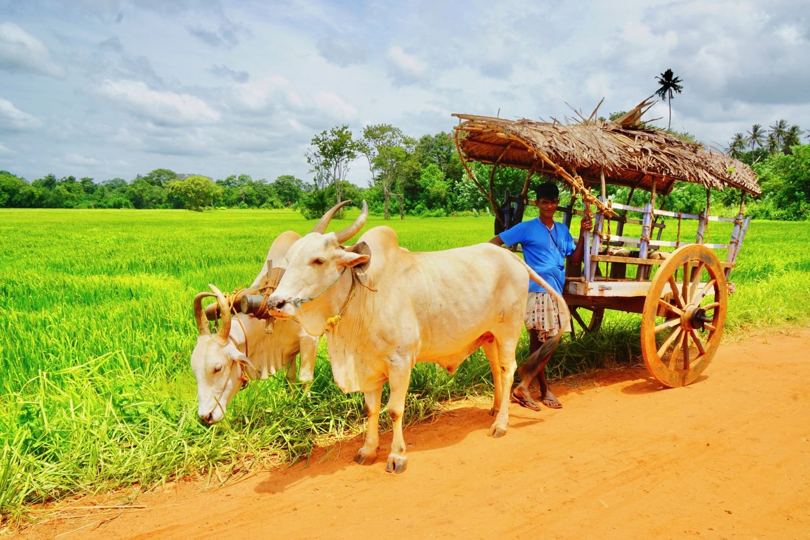 Village & Bullock Cart Day